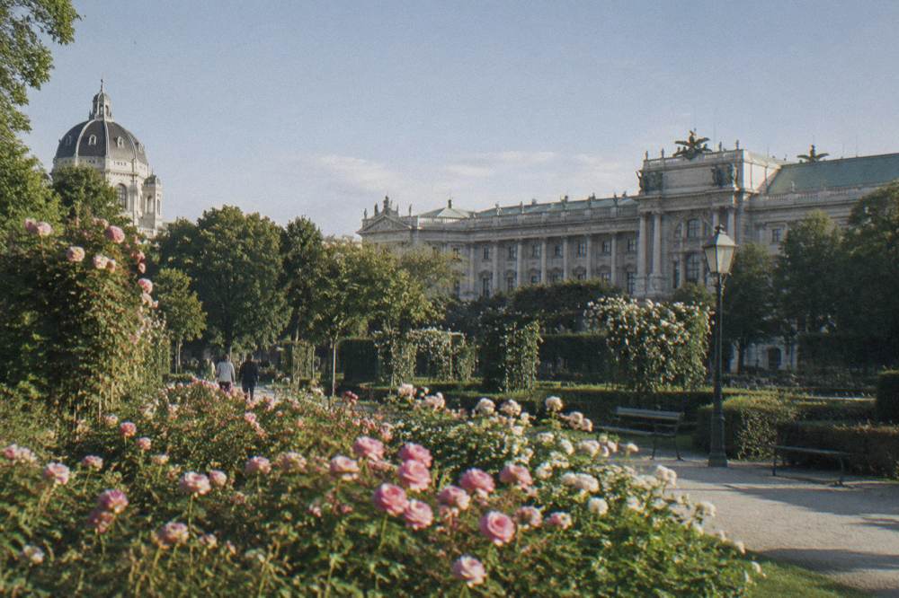 Volksgarten flower beds with the Hofburg roofline rising behind them in morning light