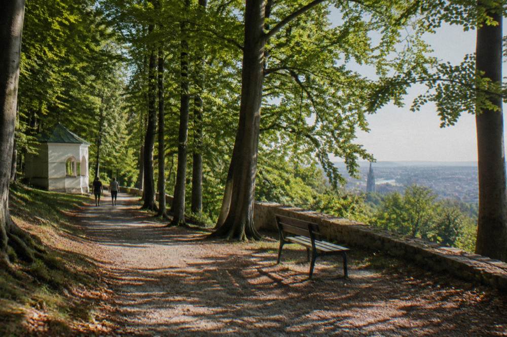 A tree-lined path in the Vienna Woods near Cobenzl on the edge of the city with sun through beech leaves