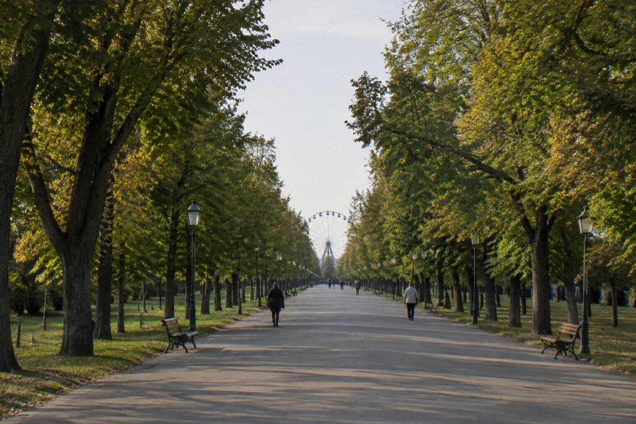 The tree-lined Hauptallee avenue in the Prater with the Riesenrad small in the far distance, shot down the centre line