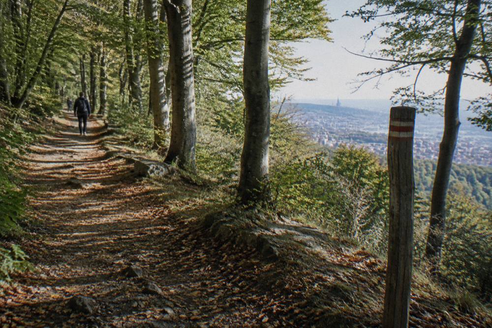 A forest track near Am Cobenzl with beech trees, leaf litter and dappled sunlight, a wooden trail marker post to one side
