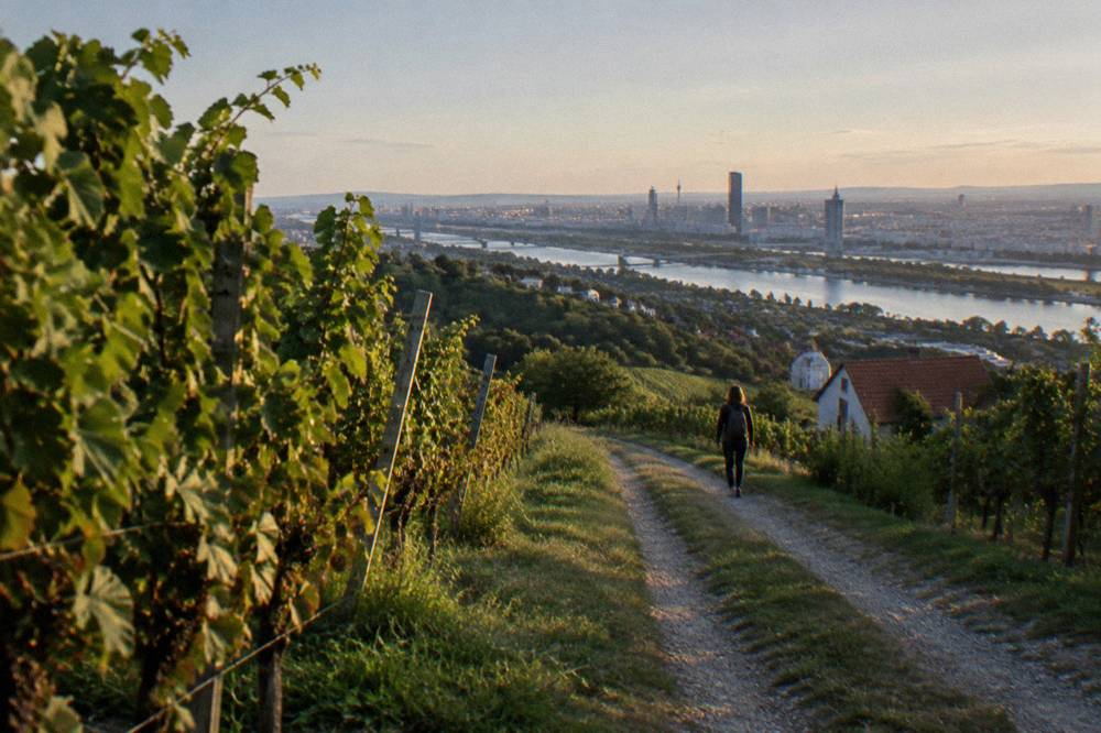 A vineyard track on the Nussberg slope with rows of vines and the Danube valley open below