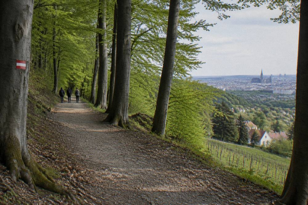 A signposted trail through the Vienna Woods above Grinzing with tall beech trunks and soft green light