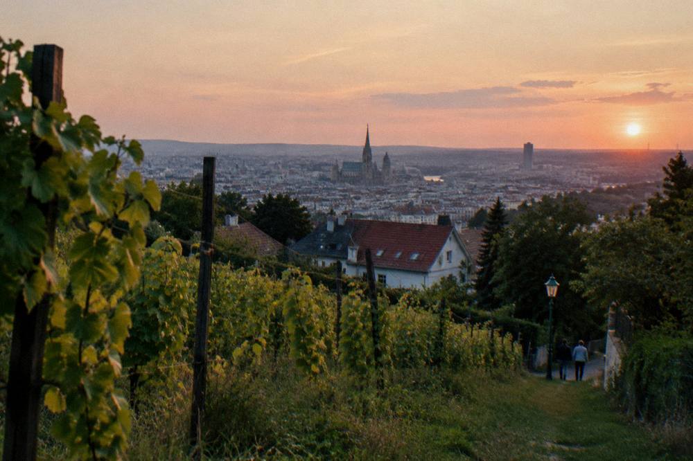 Evening light over Vienna rooftops seen from a Grinzing hillside meadow with vines in the foreground